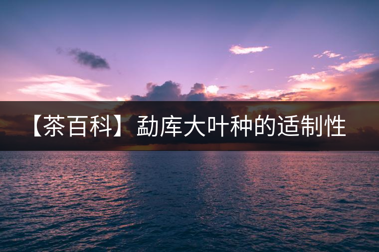【茶百科】勐庫大葉種的適制性。
