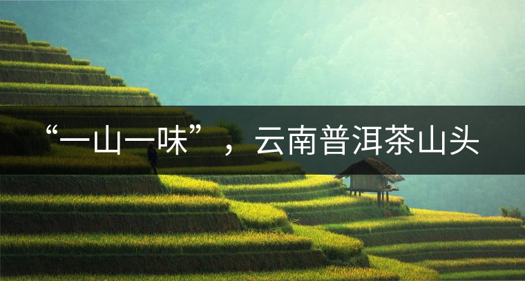“一山一味”，云南普洱茶山頭茶的真實(shí)意義！