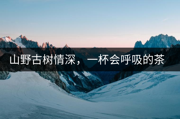 山野古樹情深，一杯會呼吸的茶滋味