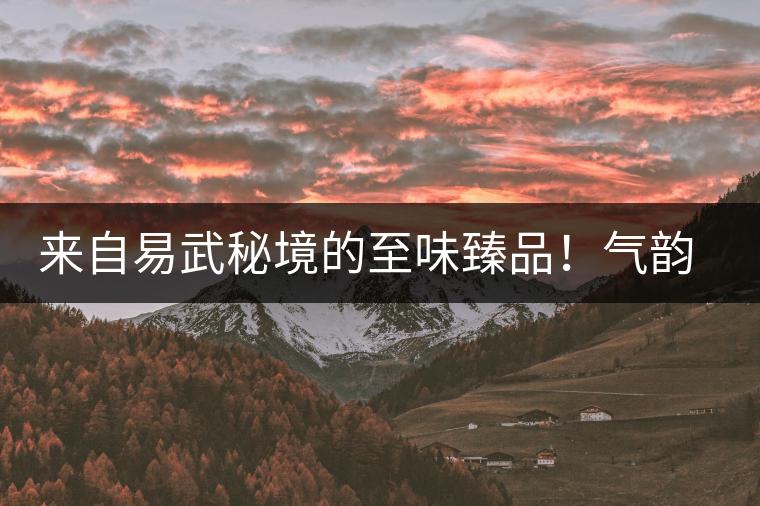 來自易武秘境的至味臻品！氣韻強(qiáng)勁，余韻深邃，一口喚醒你的味蕾~