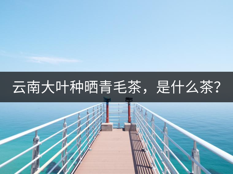 云南大葉種曬青毛茶，是什么茶？
