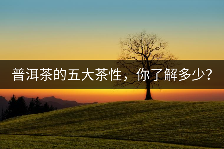 普洱茶的五大茶性，你了解多少？