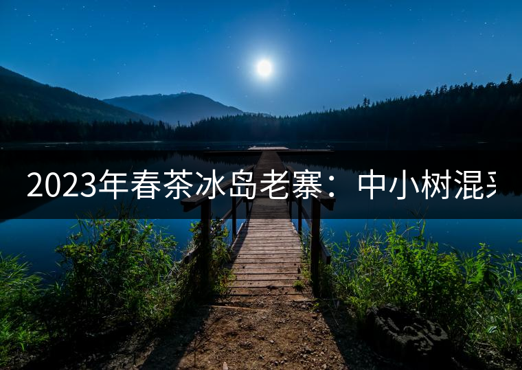 2023年春茶冰島老寨：中小樹(shù)混采2500-3000元／公斤，大樹(shù)：7000-8000元／公斤，古樹(shù)混采：28000-36000元／公斤