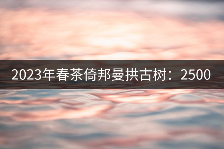 2023年春茶倚邦曼拱古樹：2500-3000元／公斤，貓耳朵6000元／公斤