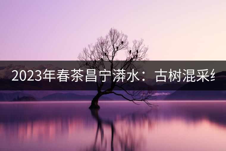2023年春茶昌寧漭水：古樹混采純料480-600元／公斤，大樹360-420元／公斤，臺地260-300元／公斤，古樹單株均價880-1200元／公斤。