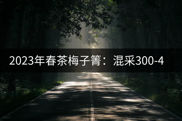 2023年春茶梅子箐：混采300-400元／公斤，挑采600元／公斤