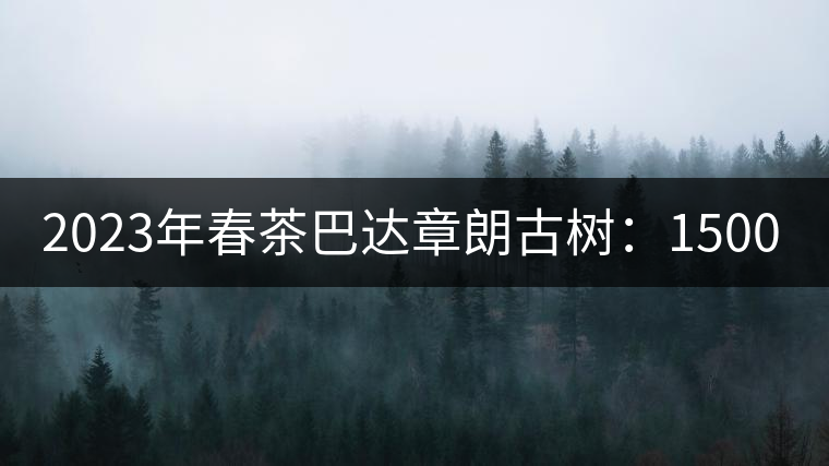 2023年春茶巴達(dá)章朗古樹：1500-1600元／公斤，喬木250元／公斤