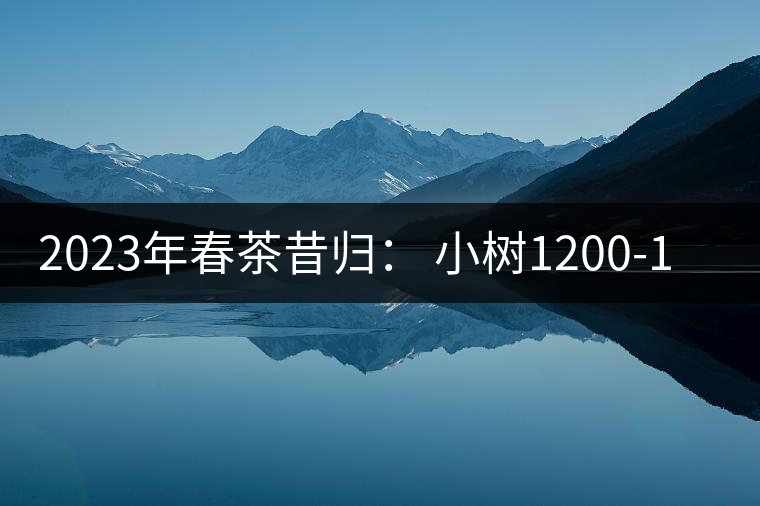 2023年春茶昔歸： 小樹1200-1600元／公斤，大樹4500-5200元／公斤，古樹7500-9000元／公斤.