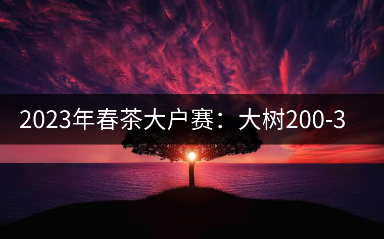 2023年春茶大戶賽：大樹200-300元／公斤，古樹800-1000元／公斤