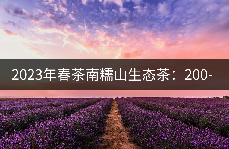 2023年春茶南糯山生態(tài)茶：200-300元／公斤，古樹：900-1500元／公斤