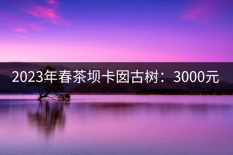 2023年春茶壩卡囡古樹：3000元／kg小樹：1200元／Kg