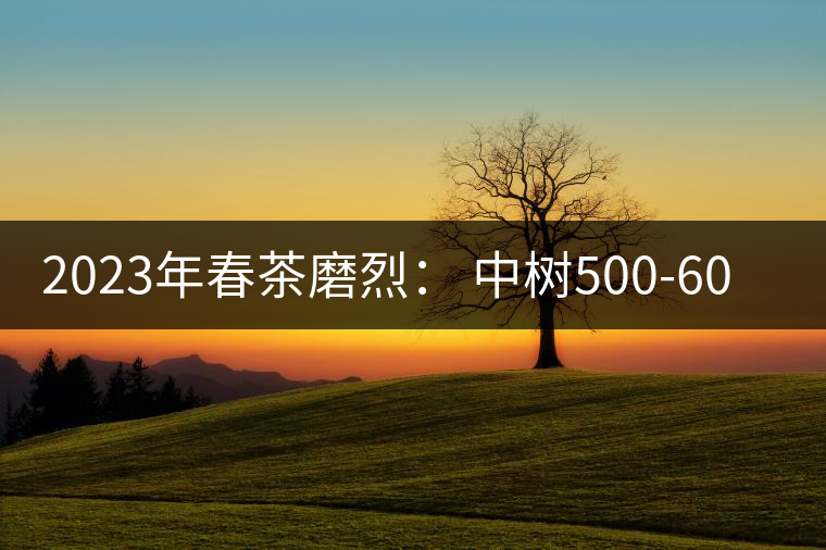2023年春茶磨烈： 中樹(shù)500-600元／公斤，古樹(shù)混采：2200-2600元／公斤