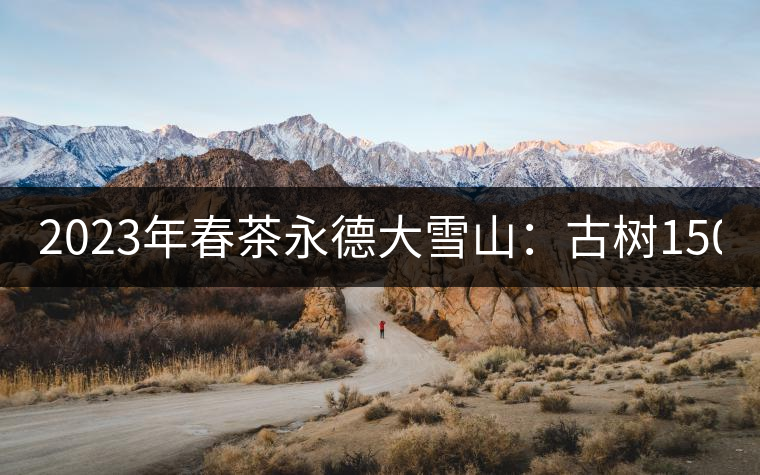 2023年春茶永德大雪山:古樹150-300元/公斤 2023年春茶永德大雪山:古樹150-300元/公斤