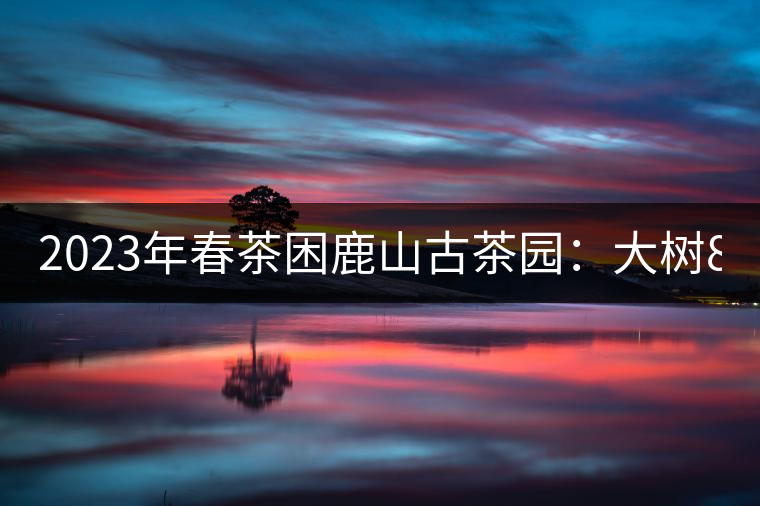 2023年春茶困鹿山古茶園：大樹8000-12000元／公斤，周邊小樹200-300元／公斤