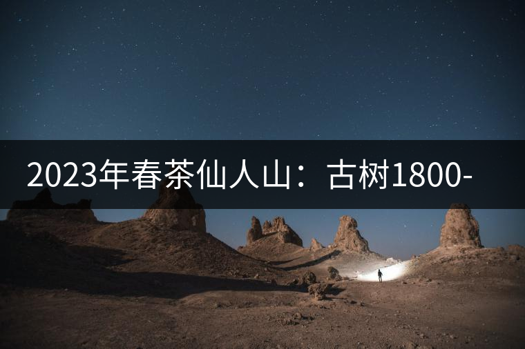 2023年春茶仙人山：古樹(shù)1800-2500元／公斤，老曼峨：小樹(shù)：600元／公斤 1600-1800元／公斤