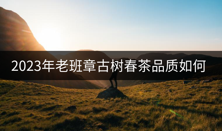 2023年老班章古樹春茶品質(zhì)如何? 2023年老班章古樹春茶品質(zhì)如何?