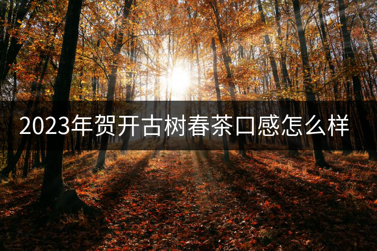 2023年賀開古樹春茶口感怎么樣？