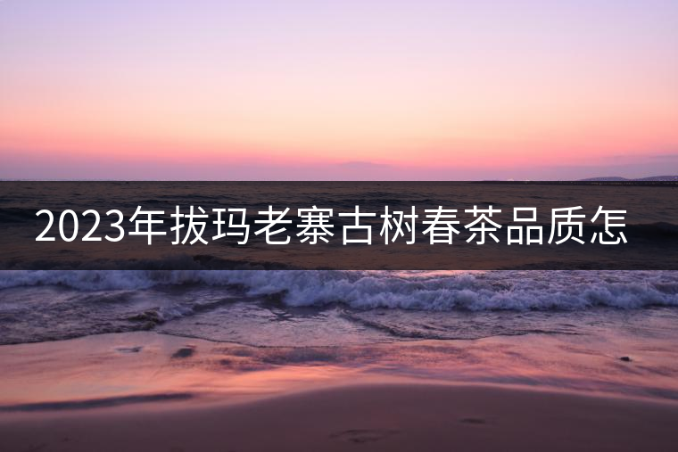 2023年拔瑪老寨古樹(shù)春茶品質(zhì)怎么樣？