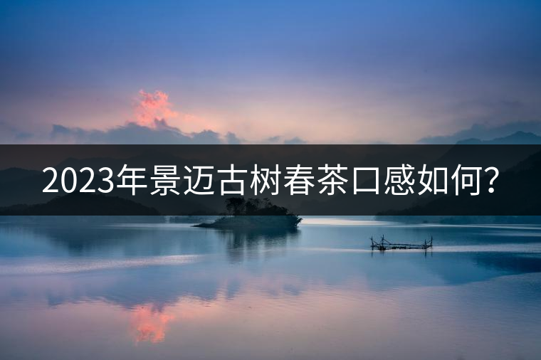 2023年景邁古樹春茶口感如何？
