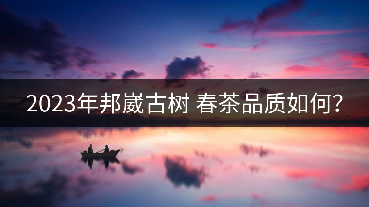 2023年邦崴古樹(shù) 春茶品質(zhì)如何？
