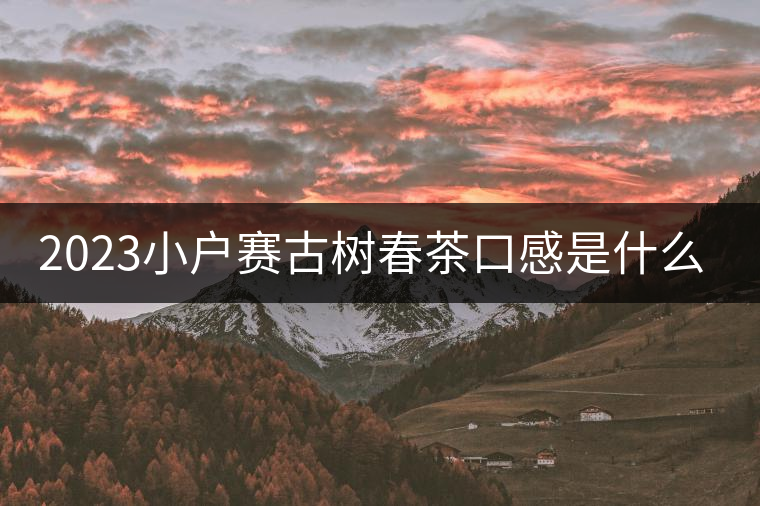 2023小戶賽古樹春茶口感是什么？