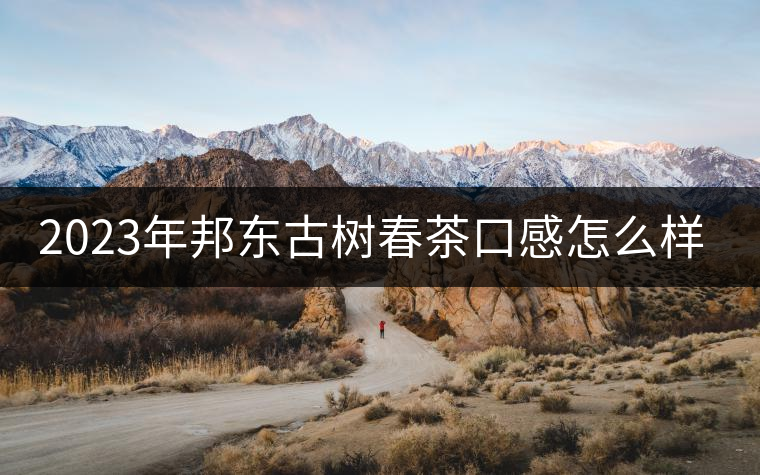 2023年邦東古樹(shù)春茶口感怎么樣？