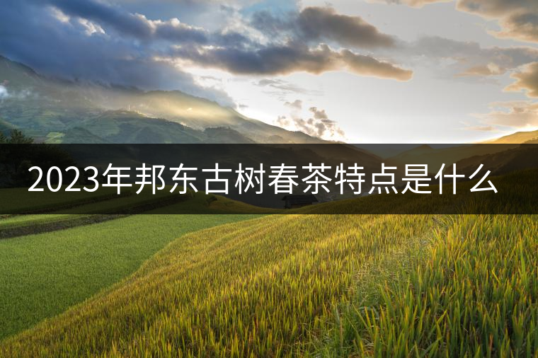 2023年邦東古樹春茶特點是什么？