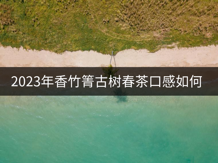 2023年香竹箐古樹春茶口感如何？