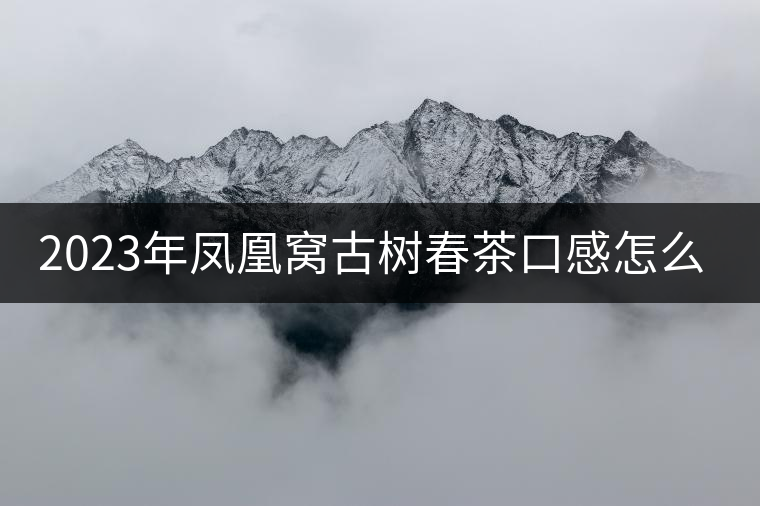 2023年鳳凰窩古樹春茶口感怎么樣？