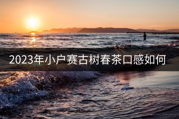 2023年小戶賽古樹春茶口感如何？