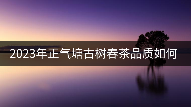 2023年正氣塘古樹(shù)春茶品質(zhì)如何？