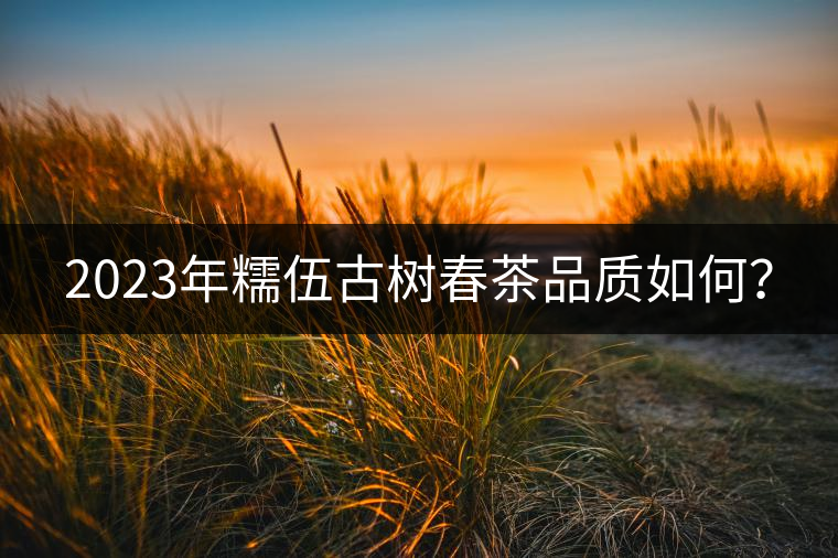 2023年糯伍古樹春茶品質(zhì)如何？