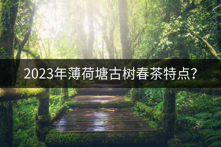2023年薄荷塘古樹春茶特點？