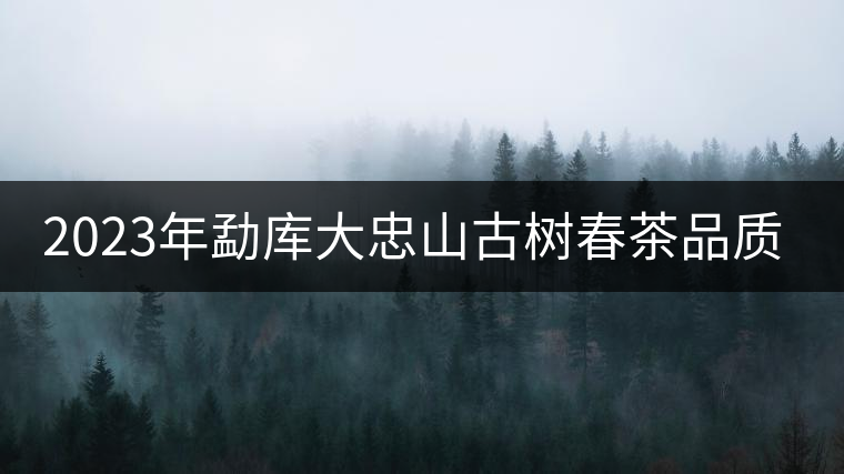 2023年勐庫(kù)大忠山古樹春茶品質(zhì)怎么樣？