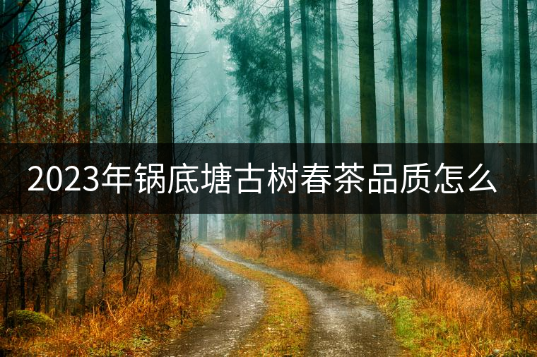 2023年鍋底塘古樹春茶品質(zhì)怎么樣？