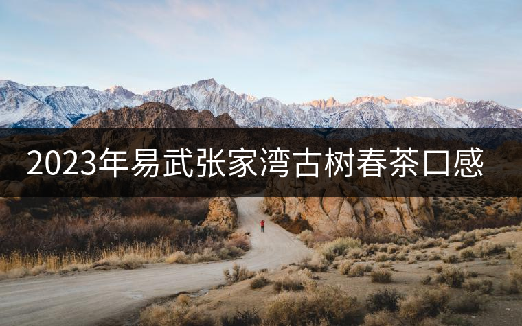 2023年易武張家灣古樹春茶口感怎么樣？