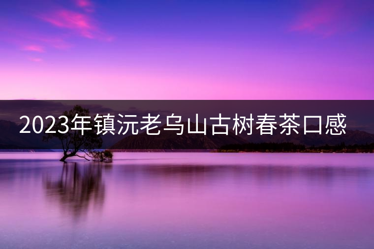2023年鎮(zhèn)沅老烏山古樹(shù)春茶口感怎么樣？