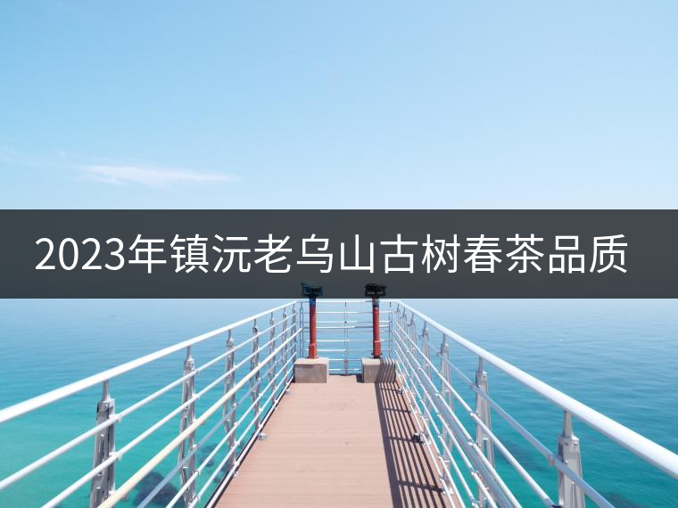 2023年鎮(zhèn)沅老烏山古樹春茶品質(zhì)如何？