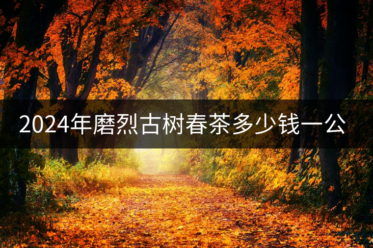 2024年磨烈古樹(shù)春茶多少錢(qián)一公斤？