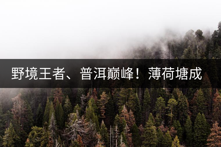 野境王者、普洱巔峰!薄荷塘成為普洱無(wú)冕之王的十大原因 野境王者、普洱巔峰!薄荷塘成為普洱無(wú)冕之王的十大原因