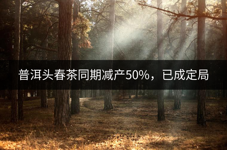 普洱頭春茶同期減產(chǎn)50%，已成定局