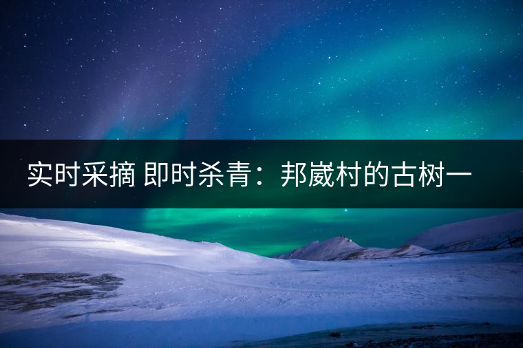 實(shí)時(shí)采摘 即時(shí)殺青：邦崴村的古樹一般都比較高大，我今年爬到10米高的樹梢上拍茶農(nóng)采茶，一顆完整的古樹頭春茶的采摘需要6-7個(gè)婦女花半個(gè)小時(shí)共同完成，鮮葉才下來以后要及時(shí)殺青，才能保證茶葉后期的鮮爽感。