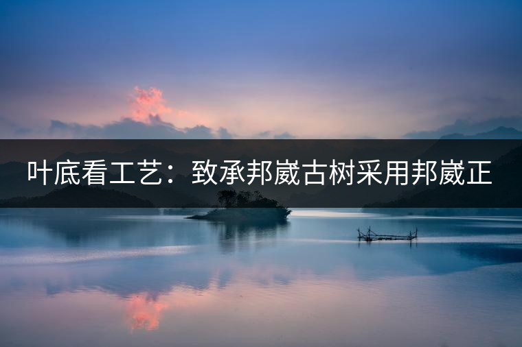 葉底看工藝：致承邦崴古樹采用邦崴正山三百至五百年古茶樹頭春鮮葉。經(jīng)手工殺青，石墨壓制，餅型周正，嚴(yán)守傳統(tǒng)工藝；葉底鮮活，幾乎無糊點(diǎn)，前期殺青較輕，這樣更利于后期轉(zhuǎn)化。