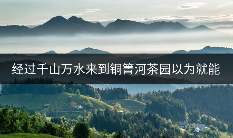 經(jīng)過千山萬水來到銅箐河茶園以為就能收到茶了？