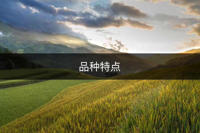 品種特點(diǎn)