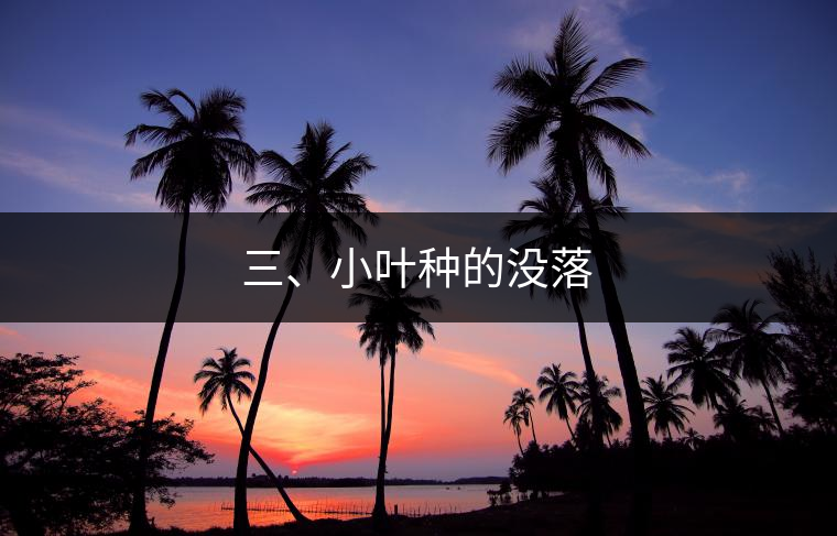 三、小葉種的沒落