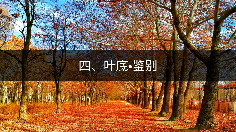 四、葉底?鑒別