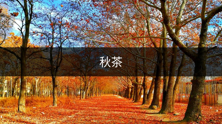 秋茶