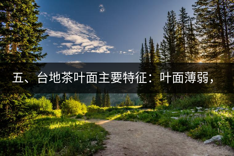 五、臺(tái)地茶葉面主要特征：葉面薄弱，如薄紙易折;沖泡之后無(wú)力恢復(fù)彈性，甚至多次沖泡也不能展開，葉子愈薄愈差。