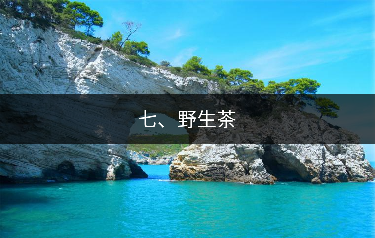 七、野生茶
